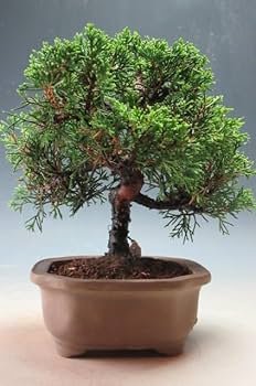 Amazon｜盆栽 糸魚川真柏（833885）【現品】｜観葉植物